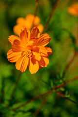 Kosmos siarkowy (Cosmos sulphureus), jednoroczna roślina ozdobna z rodziny astrowatych (Asteraceae), sulfur cosmos, yellow cosmos, an annual ornamental plant of the aster family. © kateej