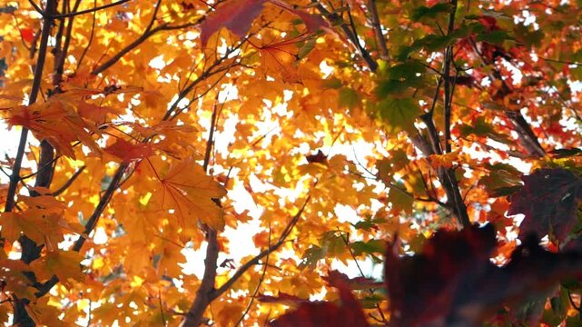 Vibrant Orange and Red Maple Leaves in Autumn Against Bright Sky