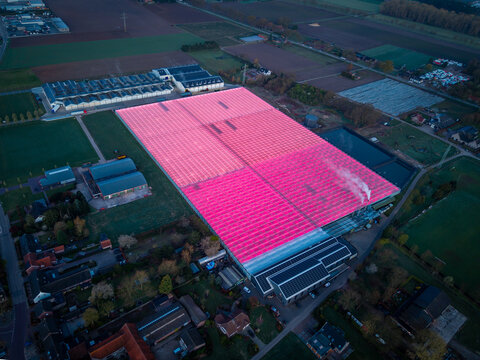 Aerial view of a large greenhouse complex illuminated with vibrant pink LED grow lights, surrounded by rural fields and buildings in Kessel, Limburg, Netherlands.