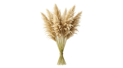 Fototapeta premium Large bundle of dried pampas grass stems isolated on a white background