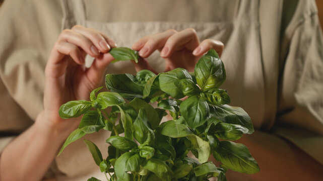 Close-up of a woman in a rustic linen apron holding a freshly picked green basil leaf above a fresh plant in warm lighting. Cozy culinary process, organic ingredient preparation, and healthy cooking.
