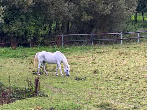 White Horse Grazing in a Green Pasture with Wooden Fence, Reuland, Belgium