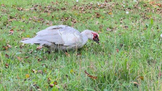 white duck in the grass
