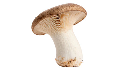 Fresh forest king oyster mushroom isolated wild edible eryngii on plain backdrop © Jack