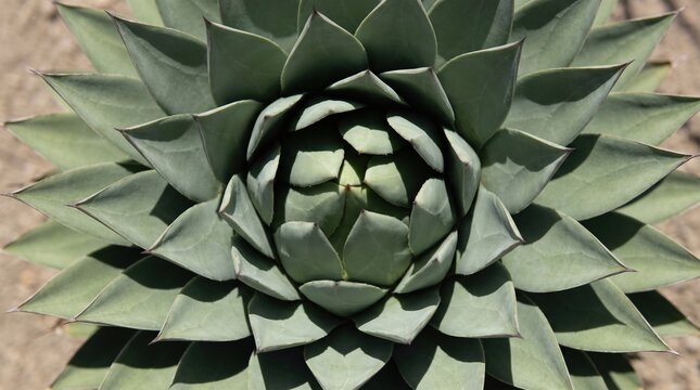Spiral succulent rosette with geometric green leaves