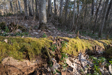 Fototapeta premium Moss covered fallen log in an early spring forest on Mount Fuppushi Hokkaido