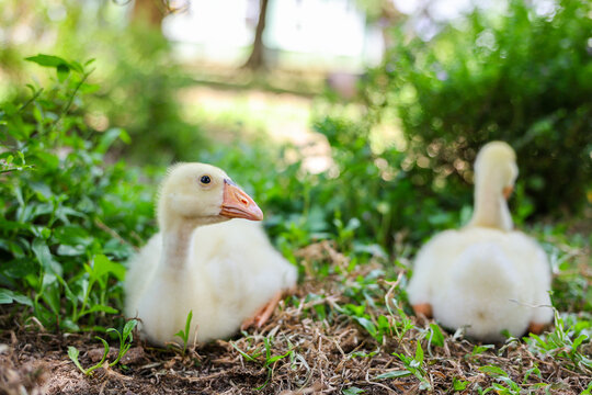White gosling resting beside another young goose in green garden, surrounded by grass, leaves, and soft natural light, creating peaceful farm animal scene