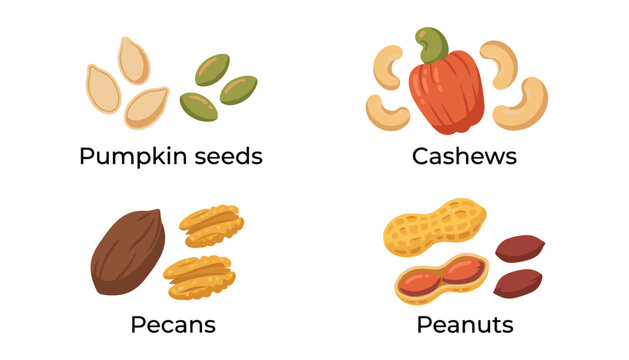 PrintVector illustration collection of healthy organic nuts and seeds featuring cashews pecans peanuts pumpkin seeds isolated on white background