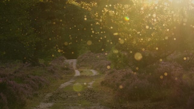 Sunset light illuminate hovering midges over track through Dutch heathland
