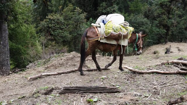 Himalayan Mule Transporting Goods Through a Scenic Mountain Forest at day