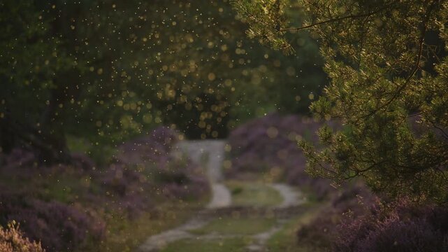 Flying insects in mass aggregation in Dutch heathlands in summer, shallow focus