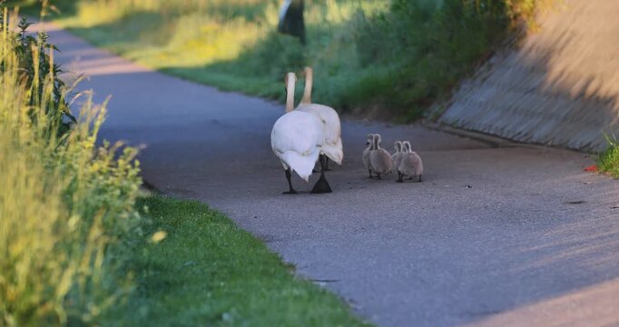 White swans leads four cygnets across gravel path. Sunlight highlights grassy banks on either side