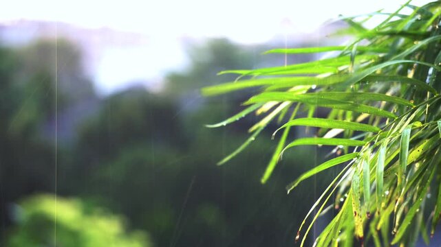 Rain is falling onto the leaves; the background is a blur of lush, green, large trees.