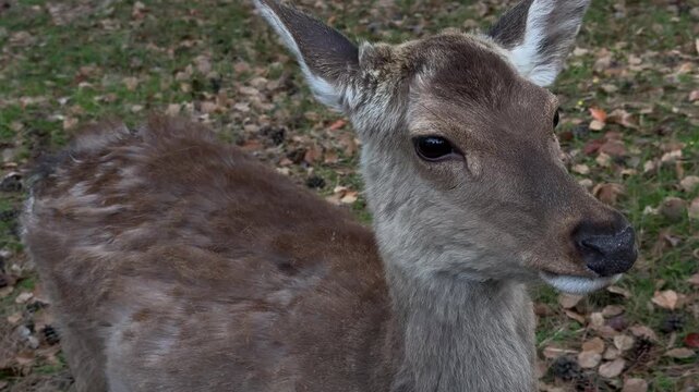 Japanese Sika deer up-close wild animal wildlife in Nara Japan Japanese culture