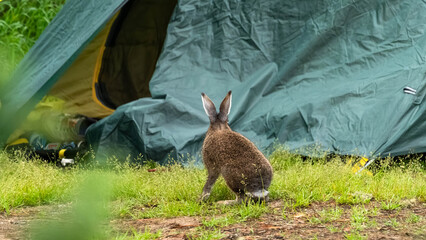 a wild hare. a hare in the forest © Daniil_98_03_09