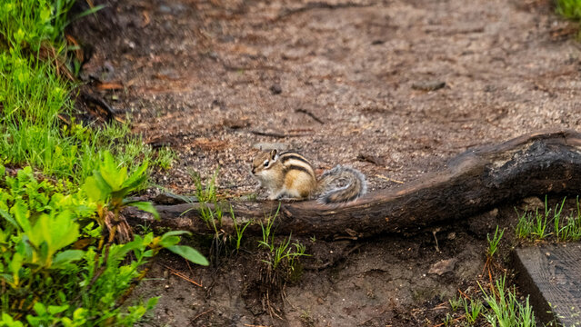 A chipmunk in the forest. A small squirrel.