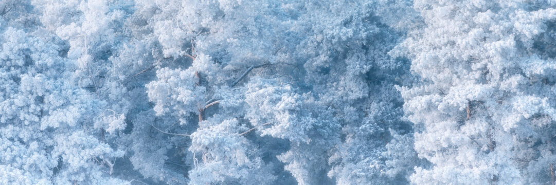 Frost-covered trees create a serene winter landscape in a forest