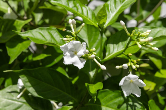 Close-up view of white jasmine blooms and unopened buds surrounded by glossy green leaves, capturing a fresh, fragrant, tropical garden feel in bright natural sunlight
