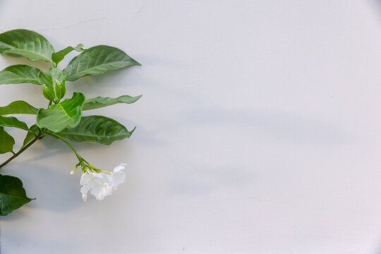 A delicate white jasmine flower and glossy green leaves rest against a pale minimal wall, creating a calm, elegant composition with ample copy space for design, greeting cards, or editorial layouts