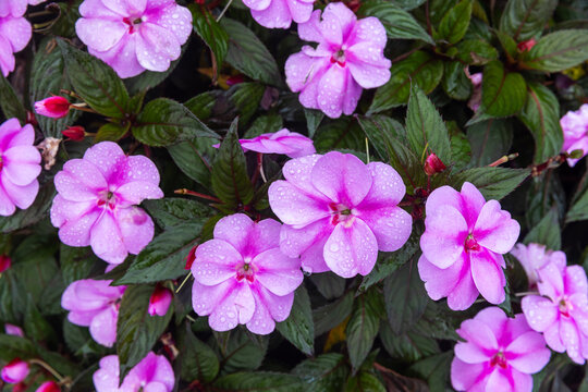 Vibrant pink impatiens blooms covered in dewdrops against dark green foliage, a closeup garden composition capturing freshness, texture and summer floral beauty after rain