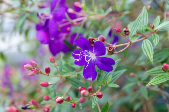 Pleroma urvilleanum. Purple flower close-up with vivid dewy petals and clustered pink buds framed by green leaves and soft garden bokeh, conveying freshness and springtime beauty