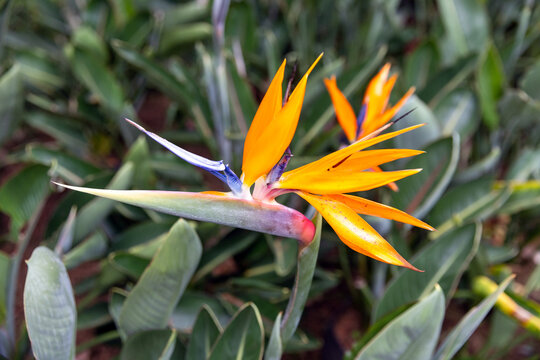 Vibrant Bird of Paradise bloom photographed close up in a tropical garden, showcasing vivid orange and blue petals, textured green leaves and an exotic, dramatic botanical form