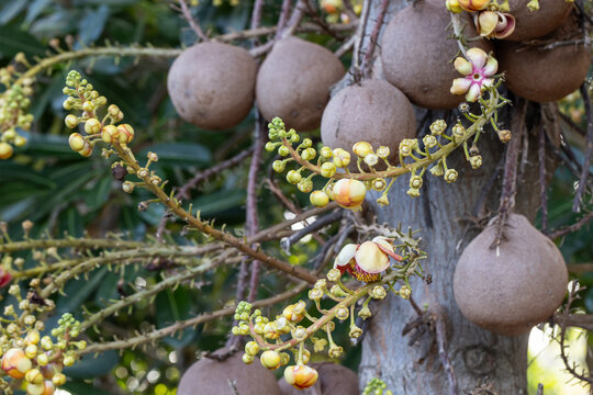 Salakalyana, Cannonball tree showing clusters of yellow and pink tropical flowers and large round fruits attached directly to the trunk, set against green foliage in a botanical or tropical garden