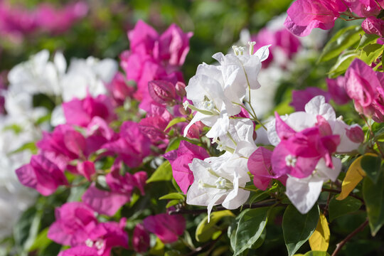 Vibrant pink and white bougainvillea blossoms fill a sunlit garden wall, with crisp petals, green foliage and soft bokeh creating a cheerful, summery floral texture and colorful outdoor mood