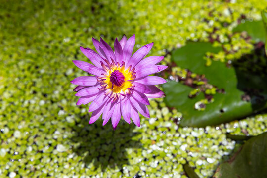 Blue lotus. Vibrant water lily blooms above a green pond carpeted with duckweed and lily pads, showcasing bright yellow center and delicate petals in sharp focus