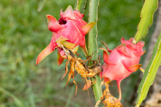 Ripe pink dragon fruit attached to a cactus stem in a tropical garden, detailed closeup showing textured skin, green stems and drying flowers, evoking freshness, exotic produce and nature