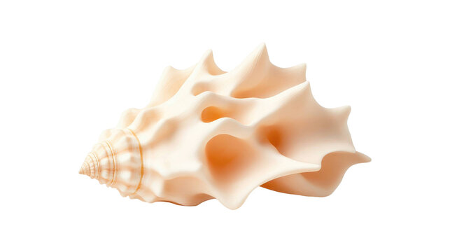 Decorative natural seashell with intricate texture presented as a standalone PNG on transparent background