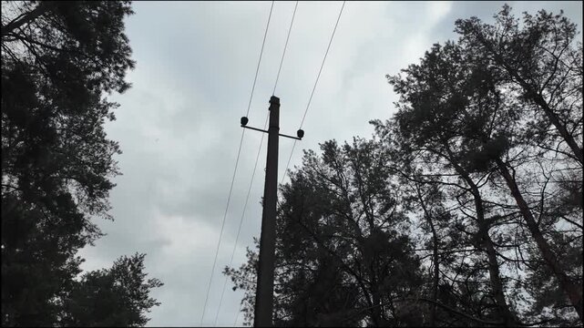 Low angle view of concrete electrical power poles with wires and insulators standing among tall dark pine trees. The background features a gloomy, overcast grey sky in a moody rural forest scene.