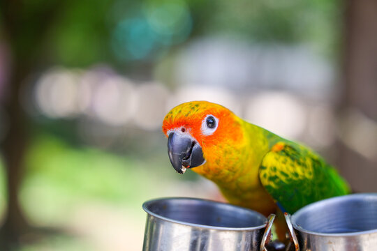Colorful parrot drinking from metal cup in green garden with curious expression and blurred natural background