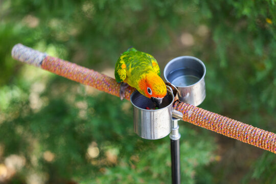Colorful parrot drinking from metal cup on outdoor perch in green garden, creating lively wildlife scene with natural foliage and vibrant detail