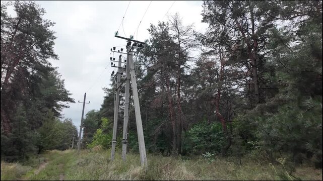 Low angle view of concrete electrical power poles with wires and insulators standing among tall dark pine trees. The background features a gloomy, overcast grey sky in a moody rural forest scene.