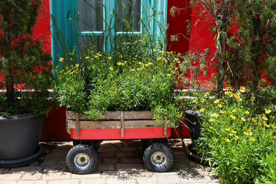 Flower cart with yellow daisy, green foliage, wooden planter, red wall, and turquoise door in sunny garden setting