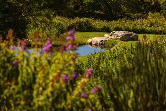 View of a tranquil pond surrounded by large boulders, lush green grass, and vibrant purple wildflowers at Kirstenbosch National Botanical Garden in Cape Town, Western Cape, South Africa.