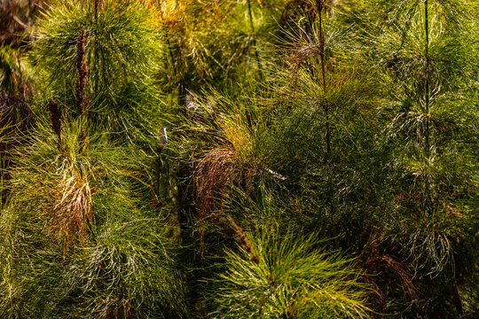 View of the lush, needle-like foliage of a plant in Kirstenbosch National Botanical Garden, Cape Town, Western Cape, South Africa.