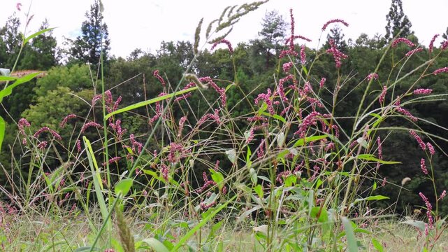 Pink Wildflowers Gently Swaying in the Breeze