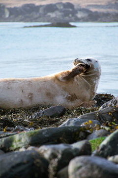 SEAL IN THE ICELAND LANDSCAPE