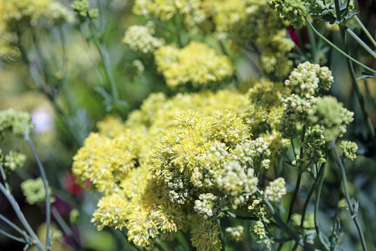 Macro image of sunlit Common Meadow Rue, Derbyshire England
