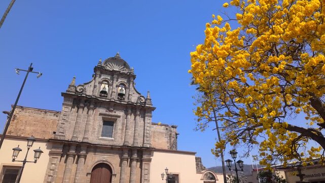 Yellow tabebuia flowers falling in front of the Ciudad Guzm&aacute;n Cathedral in Ciudad Guzm&aacute;n, Jalisco