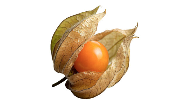 Single fresh physalis fruit cape gooseberry with open husk