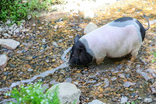 Pig miniature pig black white stream water pebble stone animal mammal