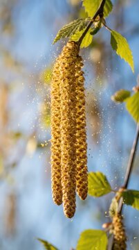 Birch catkins releasing golden pollen in sunlight for seasonal allergy awareness banner and spring nature background