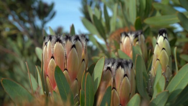 lose-up of Protea Flowers Blowing in the Wind