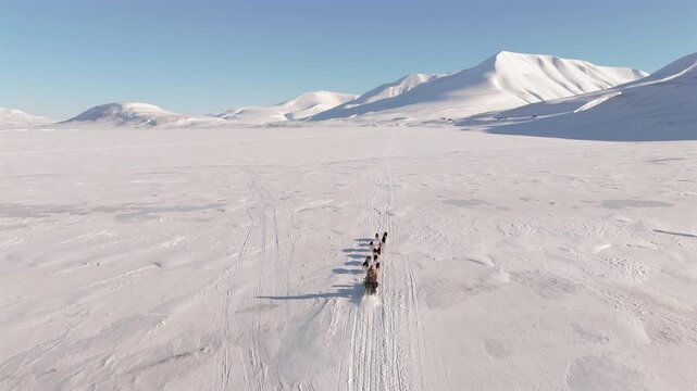 A dog sled team moves across a snowfield crossed by many tracks in Svalbard, framed by tall snow capped mountains under a clear blue sky, aerial push forward