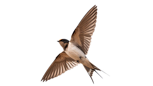 Small swift swallow bird flying in the air isolated on transparent background.