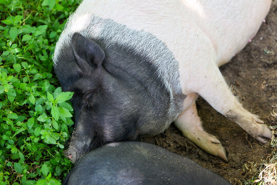 Sleeping pig resting beside green groundcover with peaceful expression in rustic farm setting, showing black and white coloring, soft bristle texture, and natural outdoor animal behavior