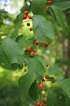Macro image of Wild Cherry fruit in June, Derbyshire England
